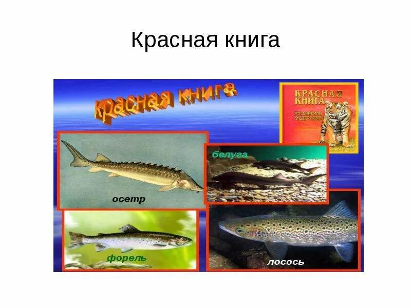 Рыбы которые в красную книгу. Рыбы занесенные в красную книгу. рыбы которые в красной книге. красная рыба в красной книге.