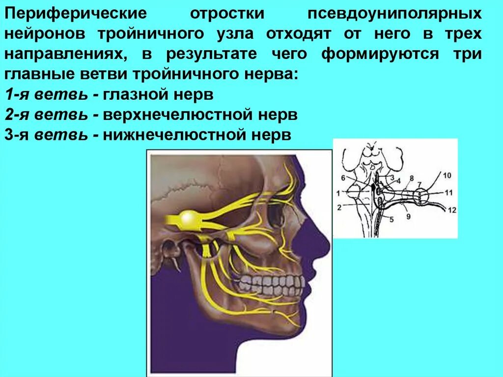 Тройничного нерва 9 букв. 3 Ветвь тройничного нерва. Нижнечелюстная ветвь тройничного нерва. Двигательные ветви нижнечелюстного нерва. Нижнечелюстной нерв тройничного нерва.