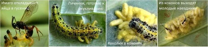Наездник и гусеница тип взаимоотношений. Наездники личинка бабочки тип взаимоотношений. наездник и личинка бабочки тип. наездники насекомые откладывают яйца. наездник откладывает яйца в гусеницу.