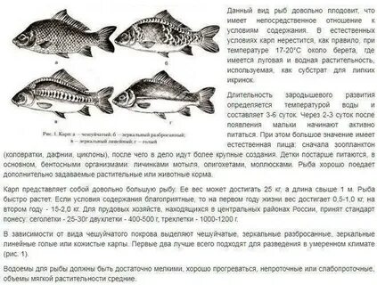 Сколько растет карась