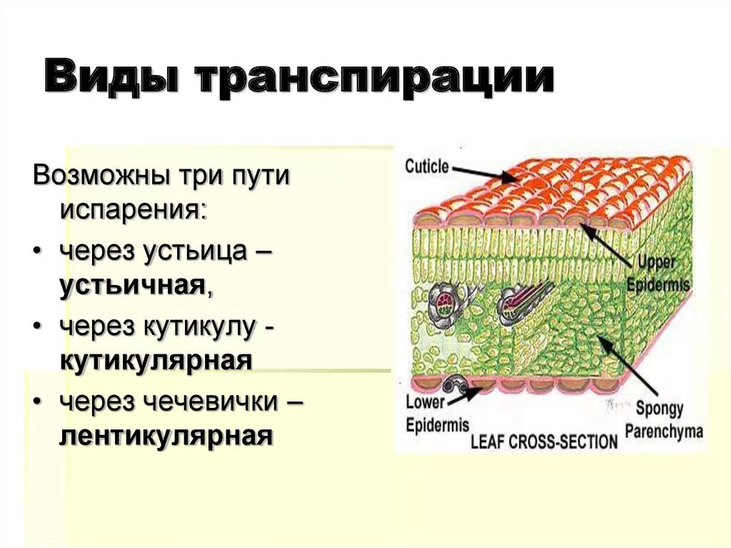 Функции транспирации. Кутикулярная транспирация. Виды транспирации. Кутикулярная транспирация у растений. Транспирация и ее виды.