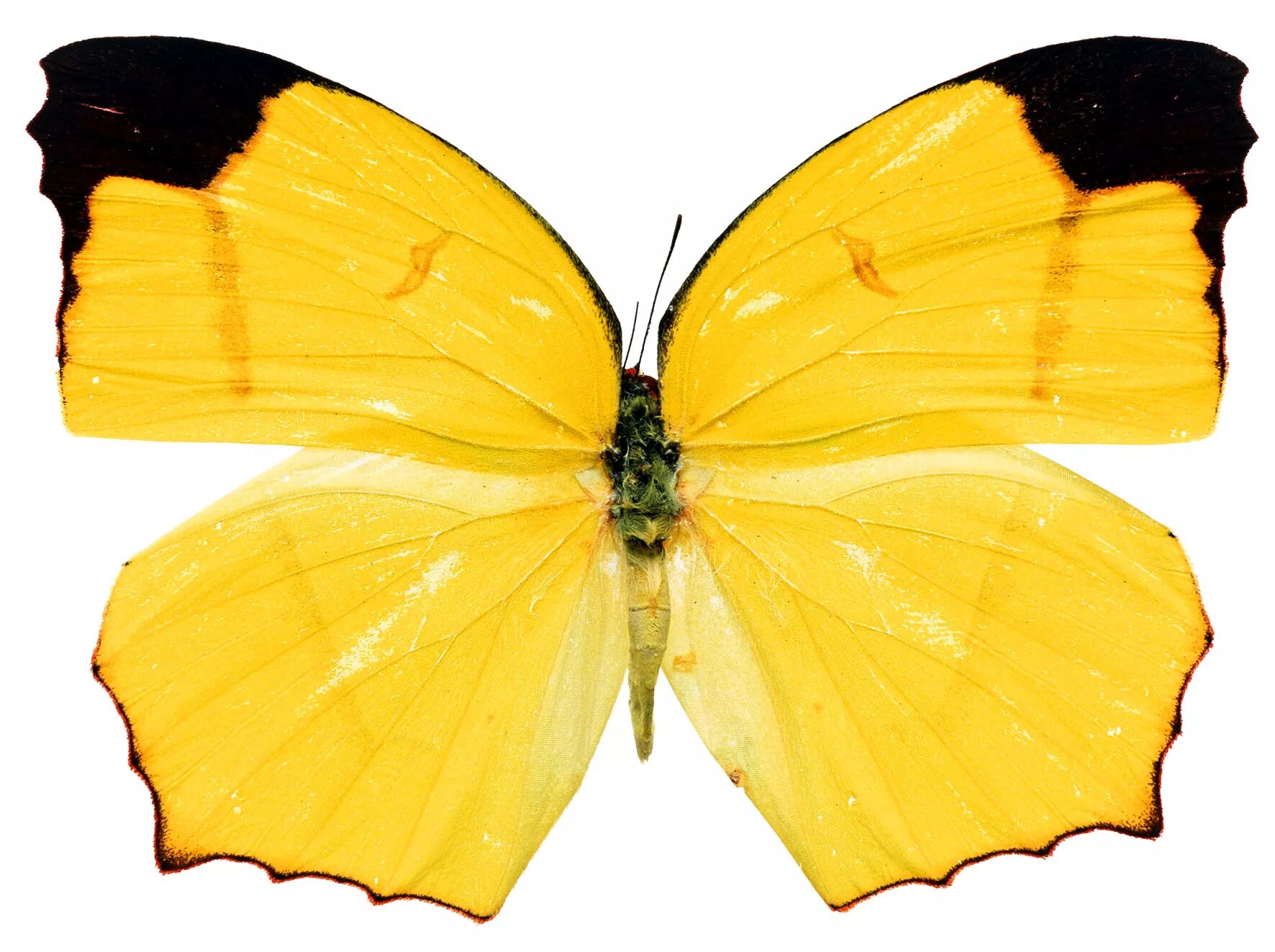 Бабочка лимонница рисунок. Бабочка лимонница. Жёлтая бабочка. Желтые бабочки для печати. Желтая бабочка на белом фоне.