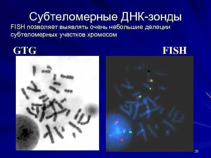 Днк зонд. Принцип метода ДНК-зондов. Гибридизационные ДНК-зонды. Метод ДНК зондов в вирусологии.