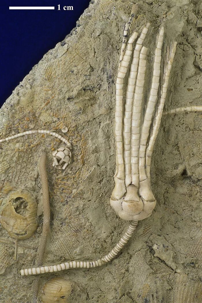 морская лилия окаменелость. криноид морская лилия окаменевшая. Crinoidea морские лилии. морская лилия окаменелость.