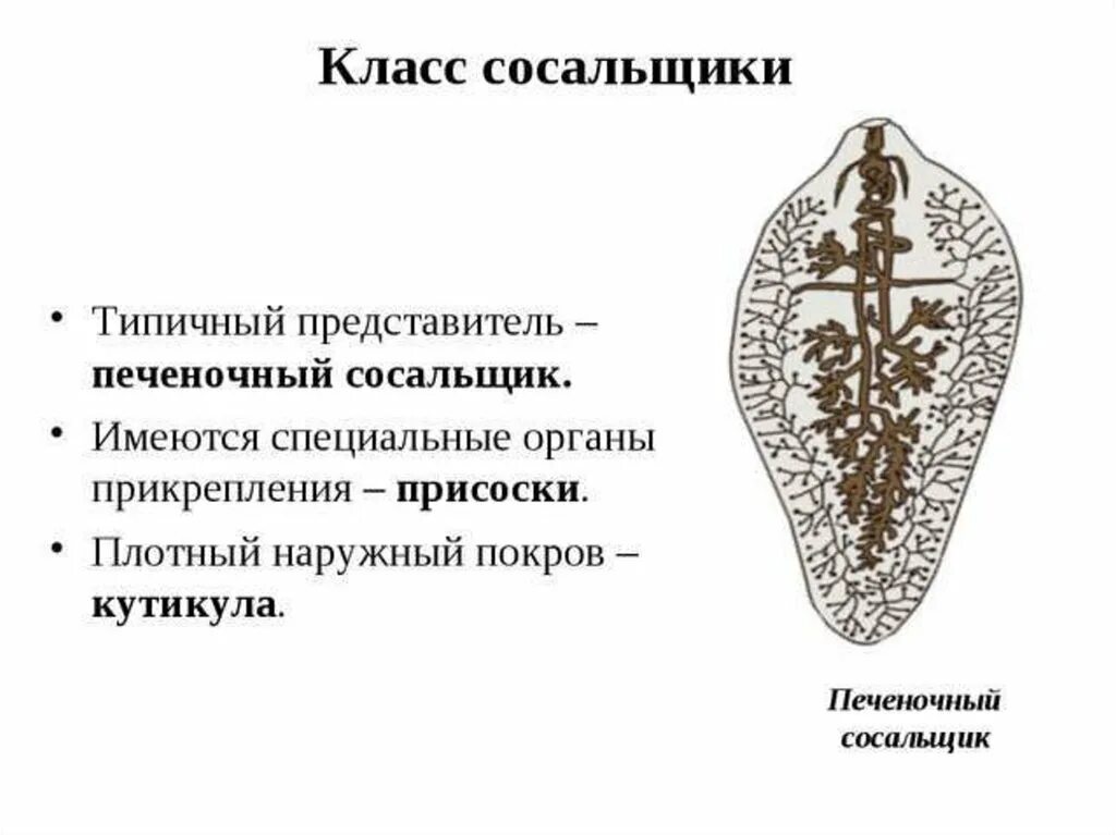 Образ жизни сосальщиков. Печеночный сосальщик Тип класс. Класс сосальщики черви представители. Печеночный сосальщик Тип червей. Представители сосальщики плоские черви.
