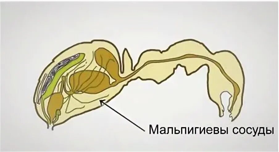 Мальпигиевых сосудов