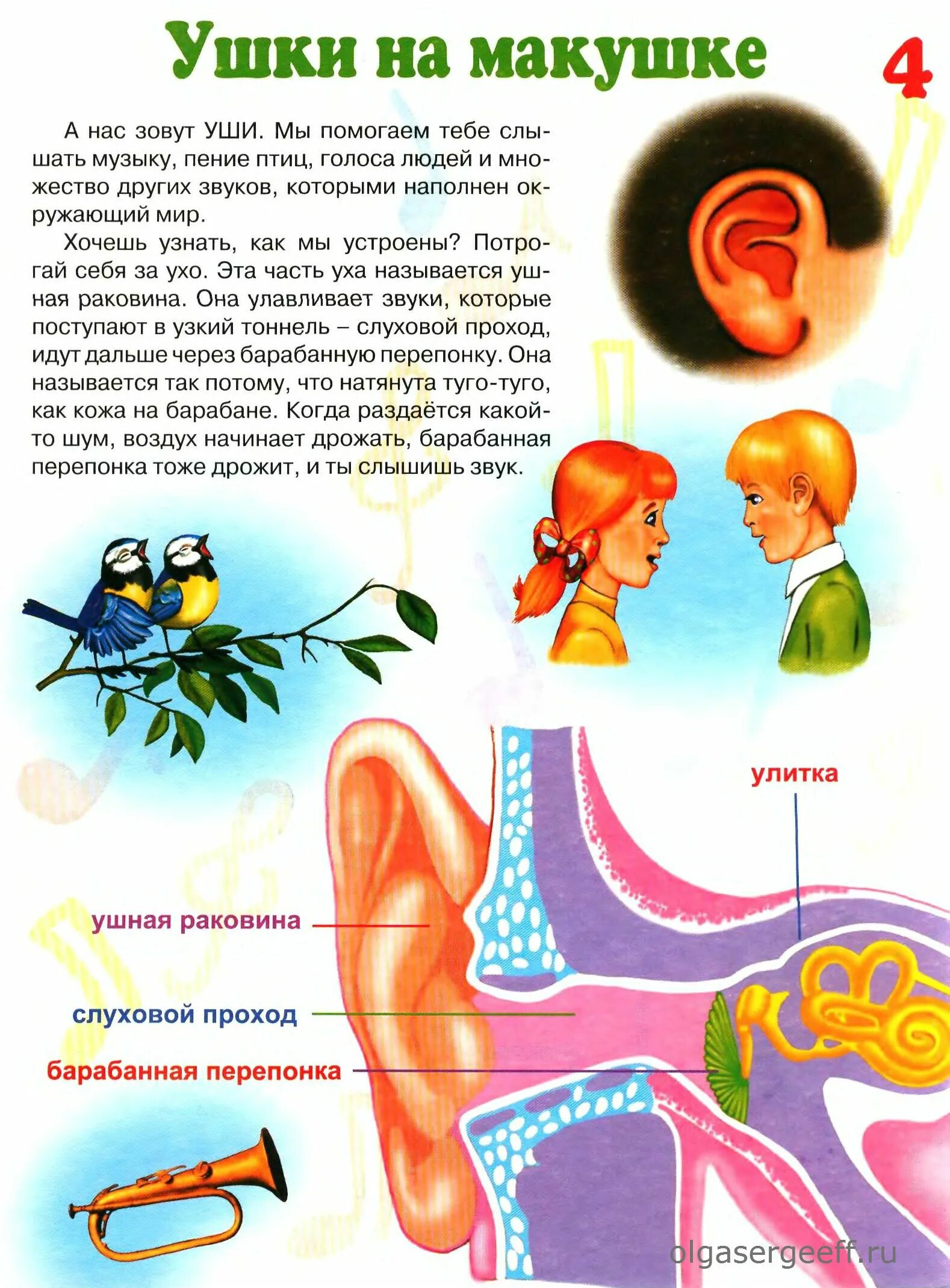 Мы слышим голоса людей пение птиц. Анатомия для дошкольников ухо. Анатомия для детей дошкольного возраста. Строение уха человека для дошкольников.