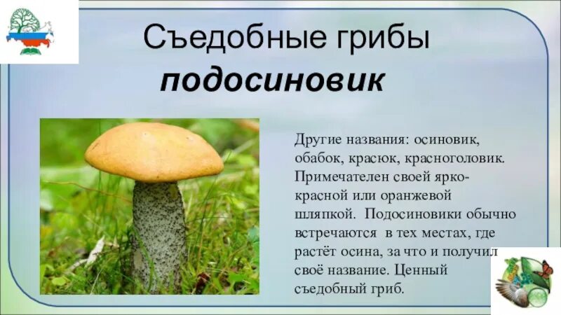 О грибах 5 класс биология подосиновик. Доклад про гриб подосиновик. Сообщение о грибе подосиновике 5 класс биология. Рассказ про гриб красноголовик.