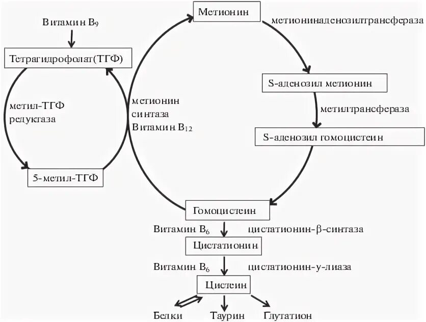 Схема обмена гомоцистеина и метионина. Схема метаболизма витамина д. Участие витамина в6 в метаболизме схема. Схема обмена гомоцистеина с витаминами группы в.