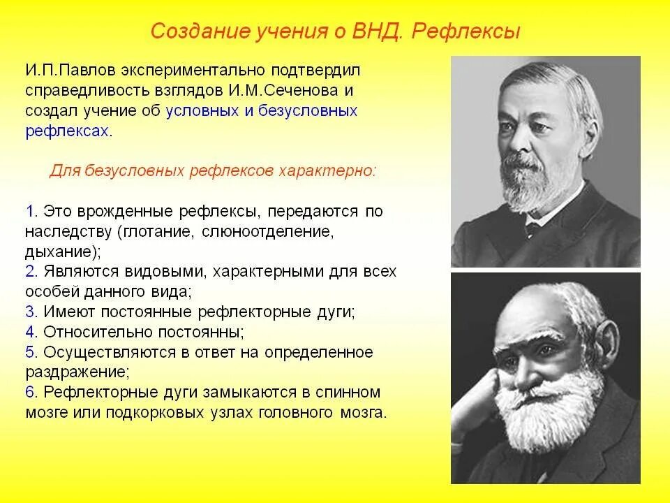 Кто из ученых разработал теорию. Учение о высшей нервной деятельности создал и п Павлов. Учение Павлова о ВНД. Учение Сеченова и Павлова о высшей нервной деятельности. Высшая нервная деятельность рефлексы.