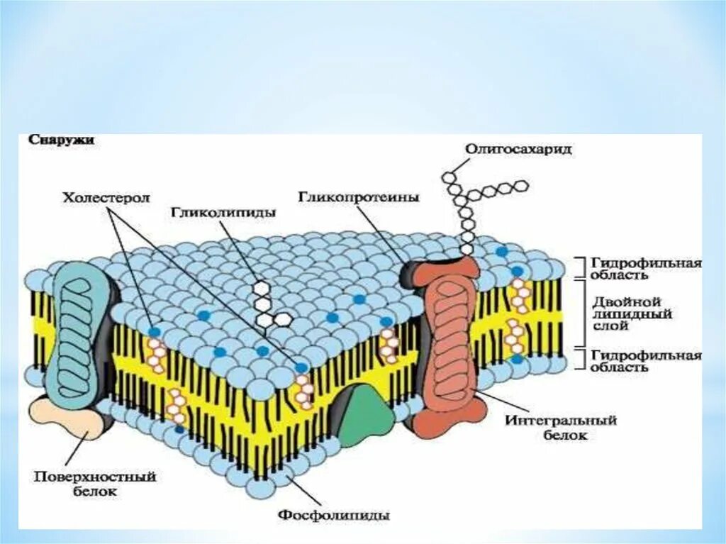 Плазматическая мембрана клетки состоит. Структура клетки плазматическая мембрана. Строение плазматич мембраны клетки. Молекулярное строение клеточной мембраны. Плазматическая мембрана плазмалемма строение.