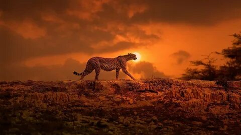 Тема: Фоны с животными Заповедник Масаи Мара леопард Гепарды в Кении Два ге...