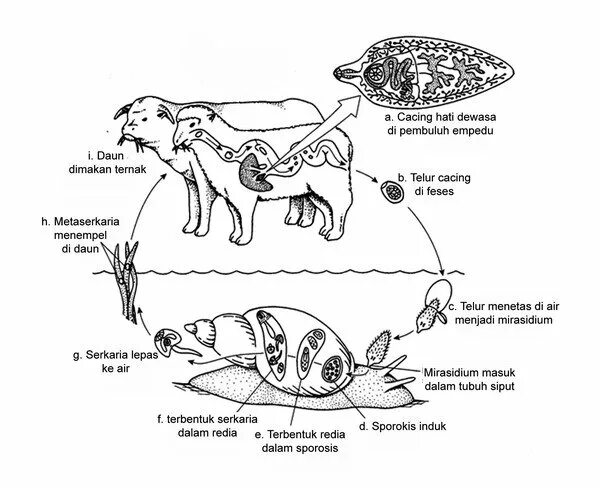 Схема жизненного цикла печеночного сосальщика. Цикл развития печеночного сосальщика. Жизненный цикл ланцетовидной двуустки схема. Жизненный цикл сосальщиков схема. Личиночных стадий сосальщиков