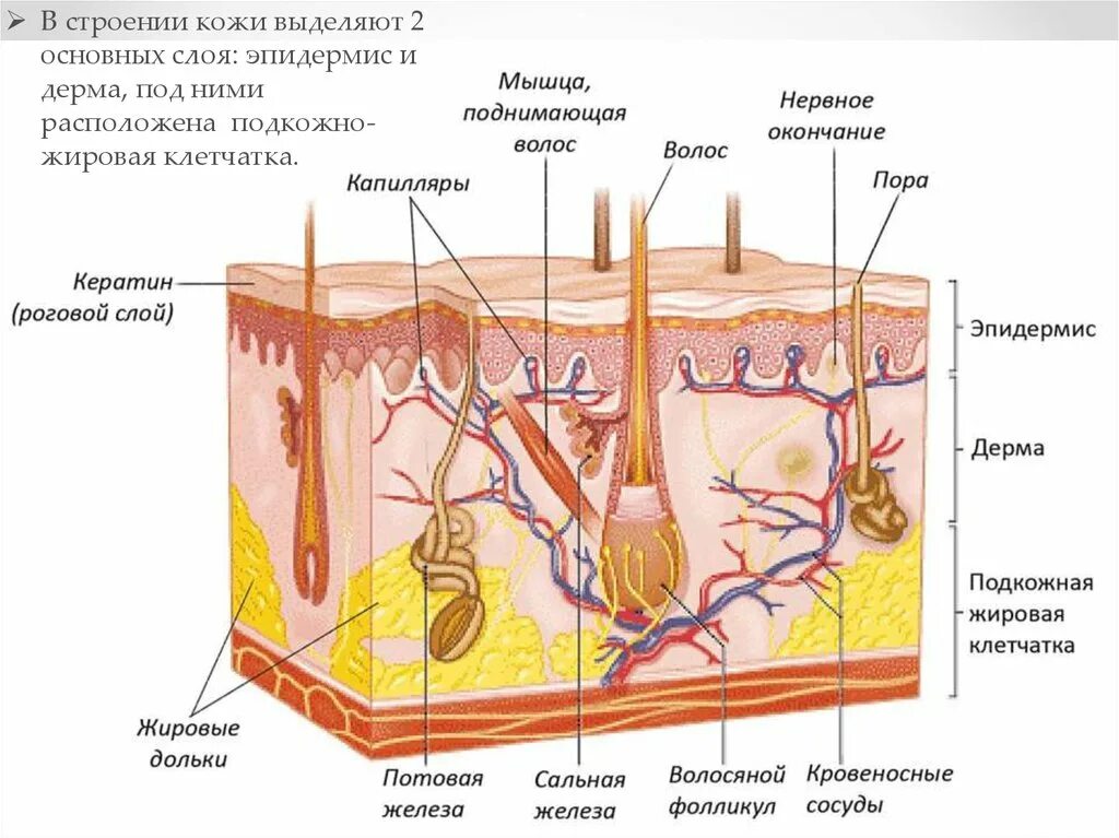 В собственно коже отсутствует пигмент. Эпидермис эпидермис дерма. Эпидермис дерма гиподерма. Строение кожи эпидермис дерма гиподерма. Эпидермис дерма ЕГЭ.