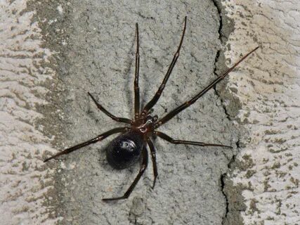 He spider