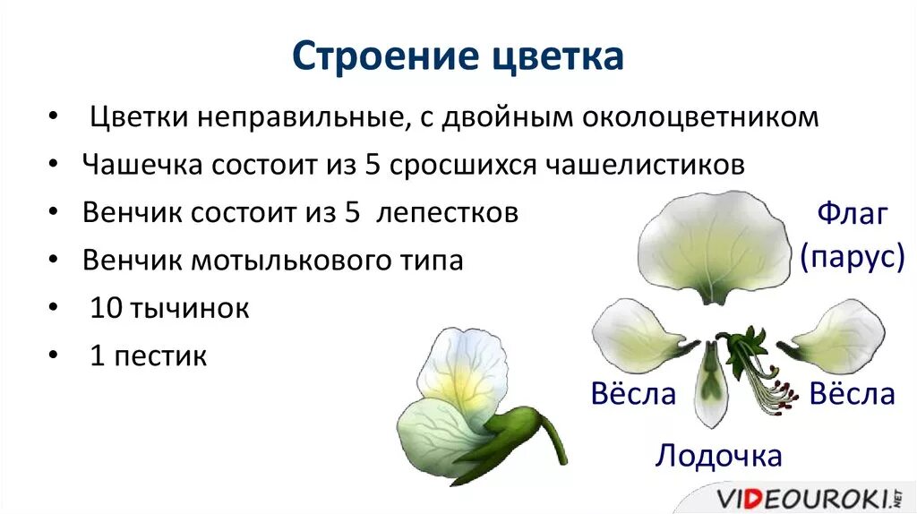 Обычно венчик окружен б состоящей из чашелистиков. Строение околоцветника бобовых. Строение семейства мотыльковых растений. Семейство бобовые строение. Строение цветка бобовые Мотыльковые.