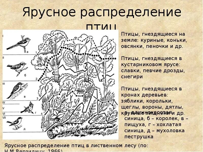 Какую роль играют птицы в сообществе леса