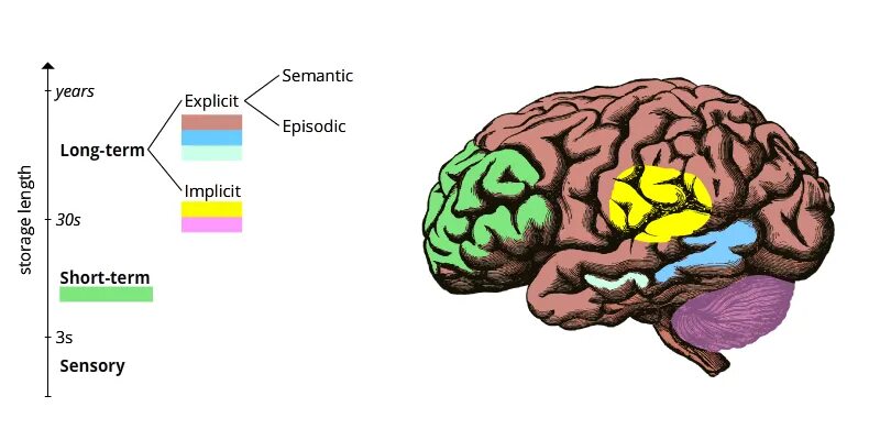 Сколько в мозгах памяти. Мозг память. Мозг и память человека. Долговременная память мозга. Пространственная память мозг.