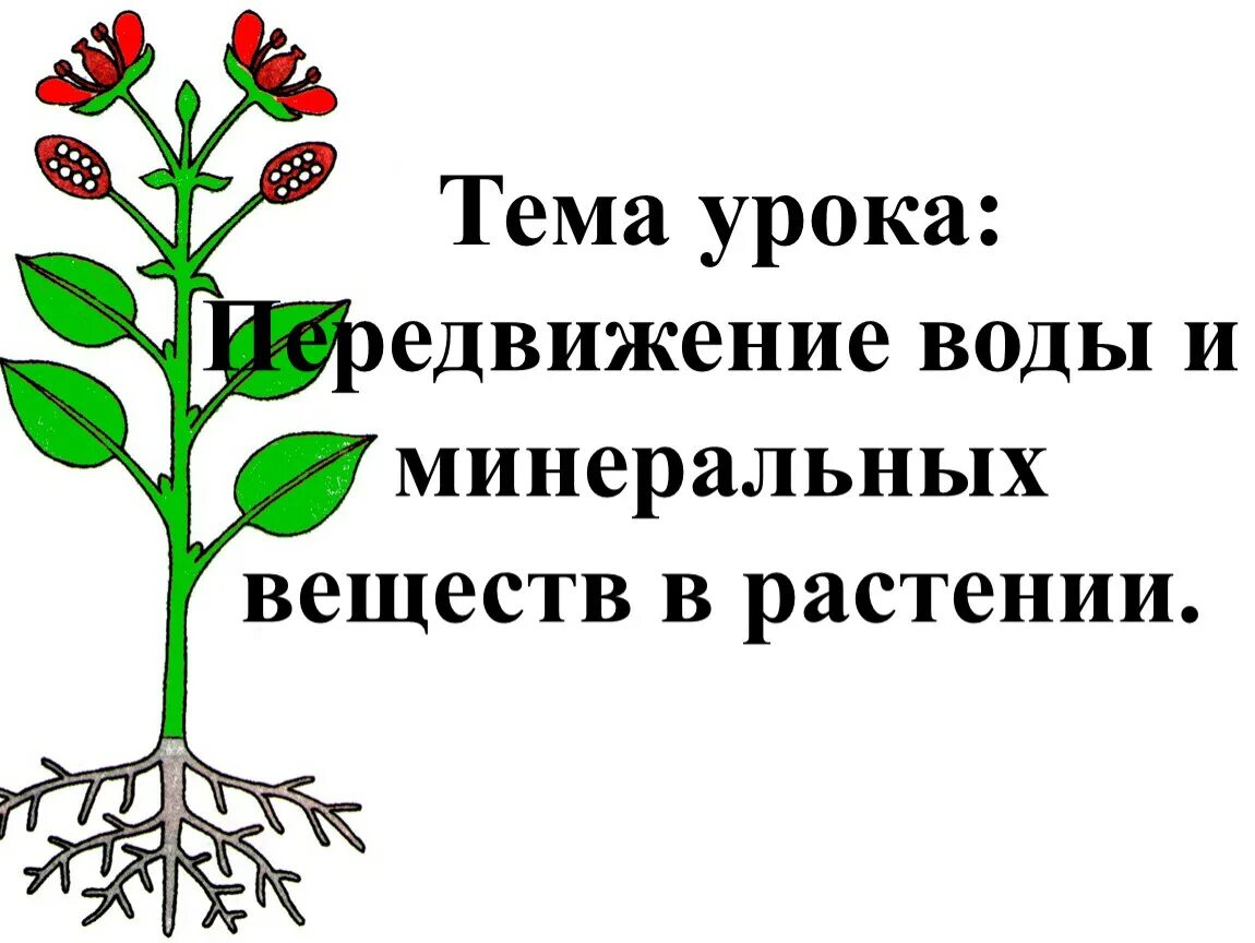 Транспорт воды и Минеральных веществ в растении. Передвижение воды и Минеральных веществ в растении. Перемещение Минеральных веществ и воды в растении. Транспорт веществ у растений. Тест передвижение веществ у растений 6 класс