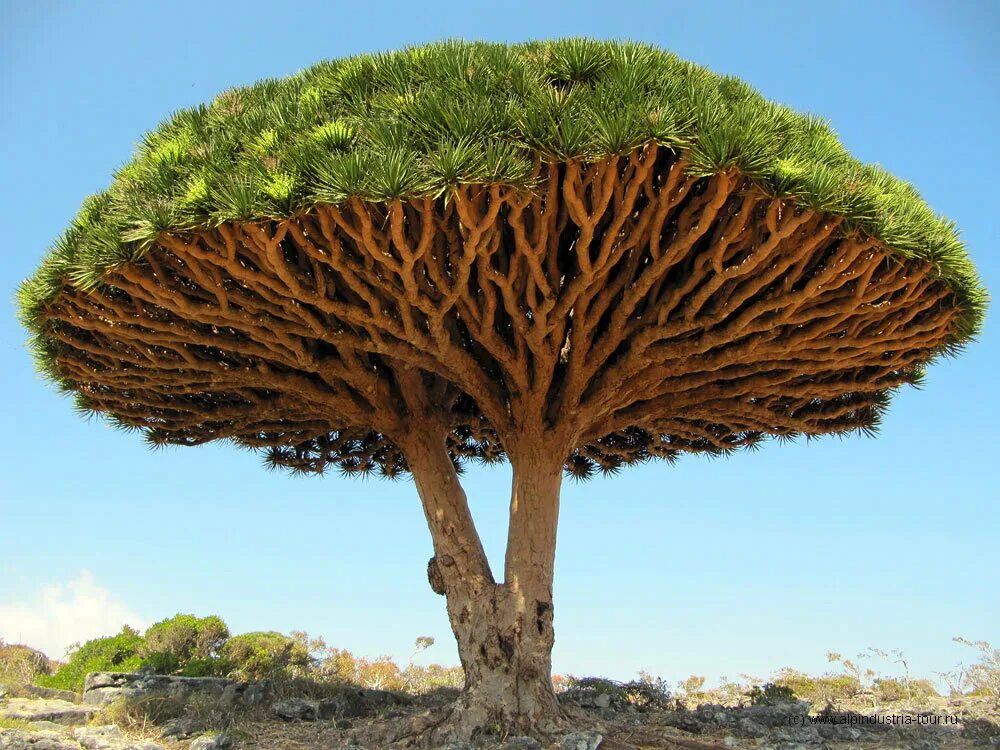 Удивительные растения земли. Драконовое дерево Сокотра. Драконовые деревья на острове Сокотра. Драцены киноварно-красные, остров Сокотра, Йемен. Растения Австралии драконовое дерево.