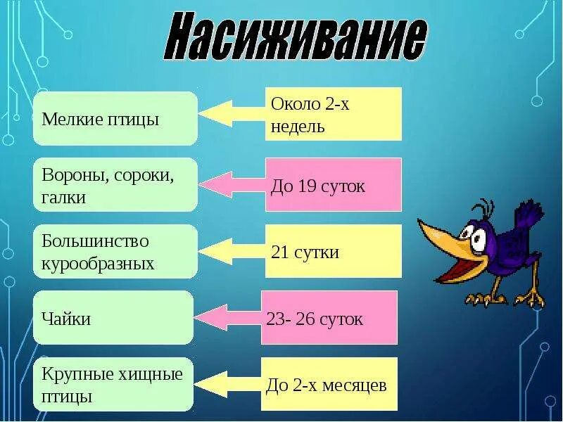 Последовательность сезонных явлений в жизни птиц