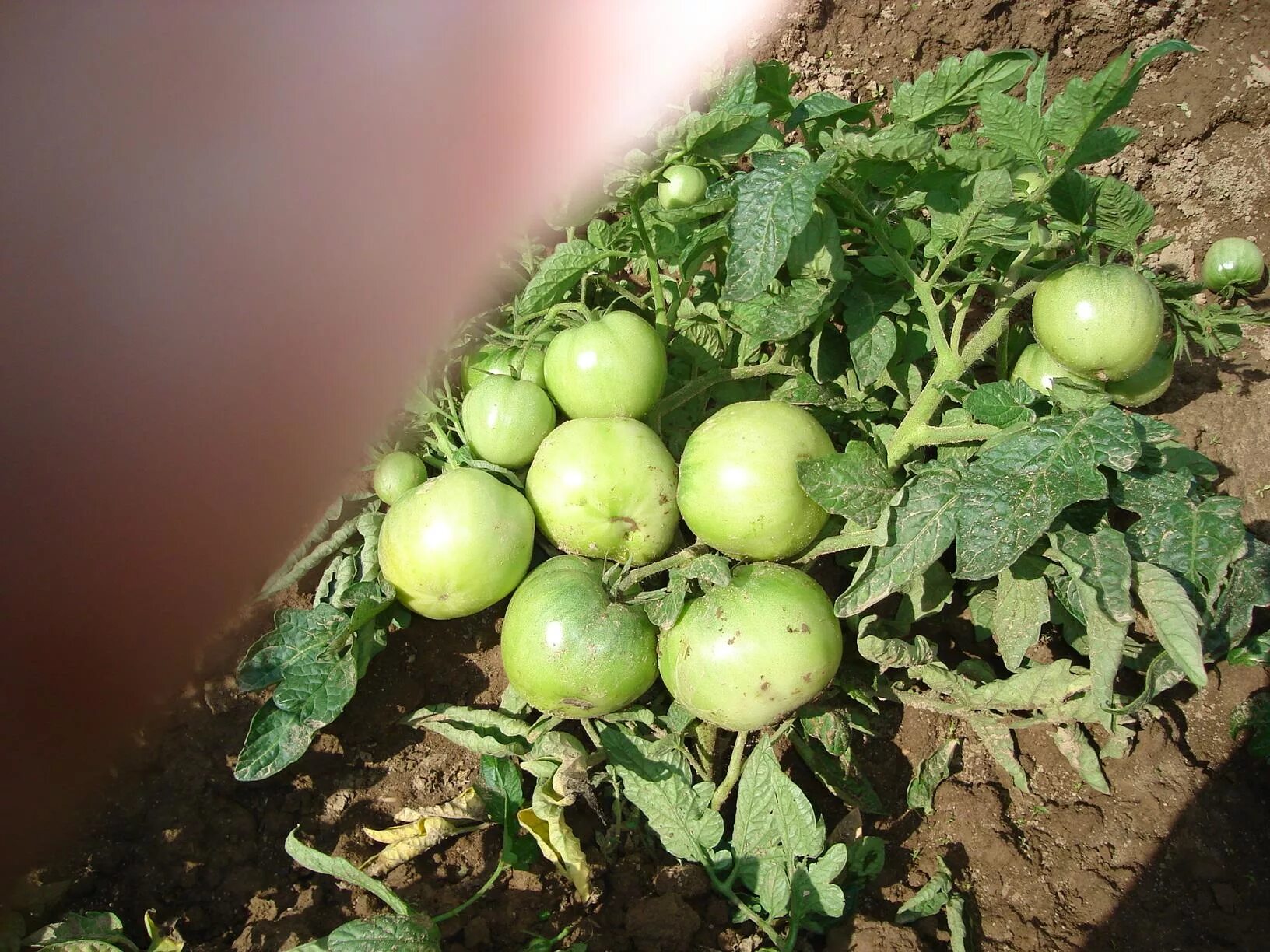 малинка стар f1 томат. семена томат сорт малинка. томат малинка отзывы. калинка-малинка помидор описание сорта. сорт томата малинка.