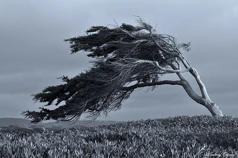 Дерево на ветру. Дерево под ветром. Сильный ветер. Ветер гнет деревья.