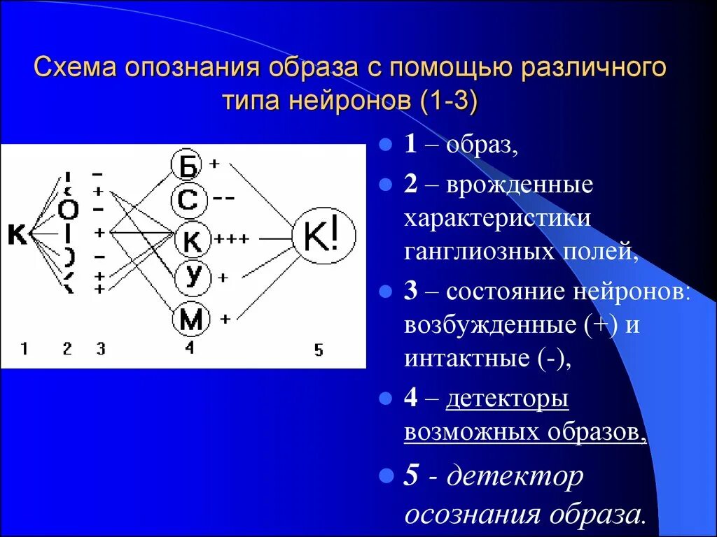 Опознание образов. Детектирование сигналов и опознание образов. Нейроны детекторы. Модуляторные Нейроны. Опознание образов физиология.