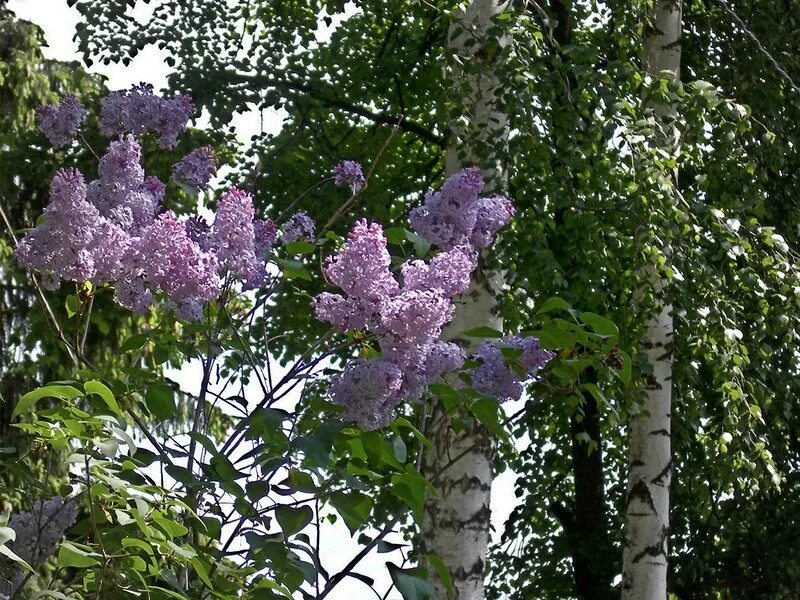 Кусты ветки сирени. Береза и сирень. Красивые кусты сирени. Куст сирени в саду.