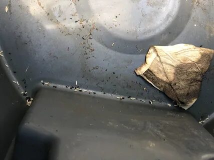 Запах гниющего