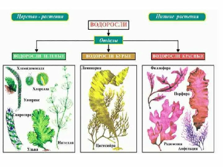 Водоросли какие части. Классификация водорослей 6 класс биология схема. Отдел зеленые водоросли систематика. Зеленые водоросли схема. Отдел водоросли зеленые красные бурые.