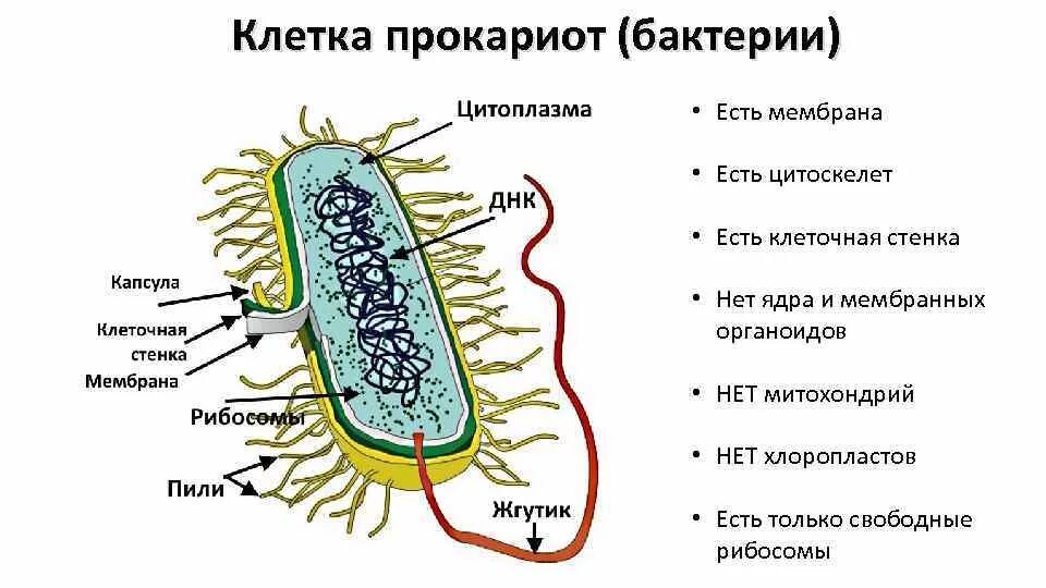 Что входит в клетки прокариот. Строение прокариотической бактериальной клетки. Прокариотическая бактериальная клетка строение. Строение клетки прокариот бактерии. Строение прокариотических клеток.