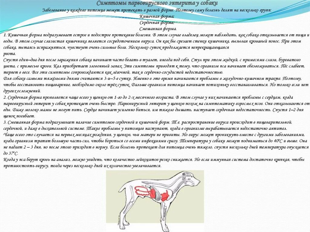 Признаки энтерита у собаки. Парвовирусного энтерита собак. Кишечная форма энтерита у собак. Парвовирусный энтерит собак понос. Симптомы парвовирусного энтерита у собак.