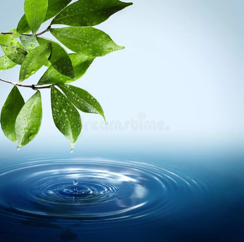 Капля падает с листа. Листья на воде. Капля падает в воду. Листочек на фоне воды. Листья над водой.
