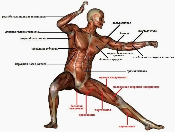 Мышцы человека. Структура мышц человека. Мышцы схема с названиями. Мышцы человека схема. Назовите мышцы человека