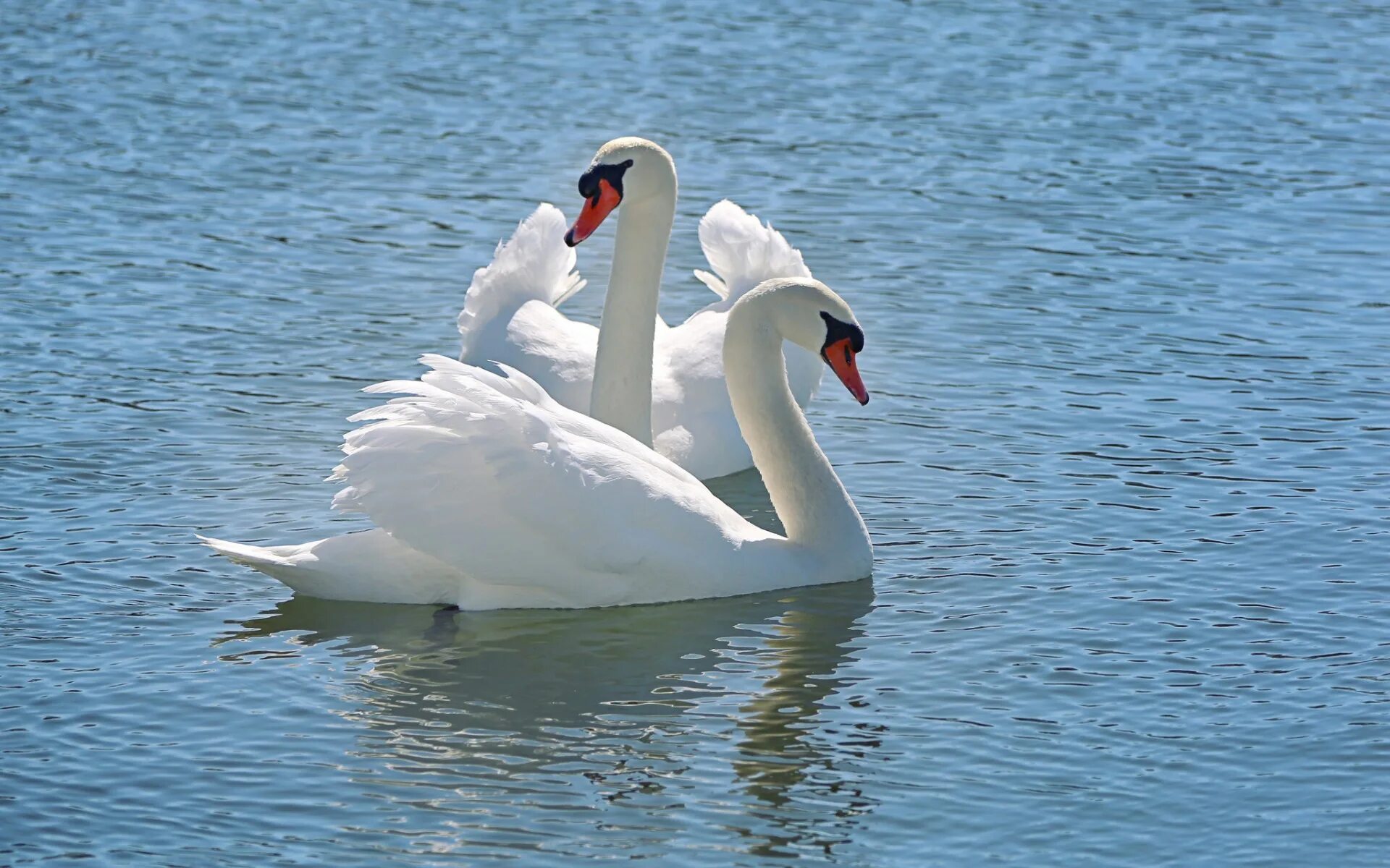 Белые лебеди на озере. Лебедь шипун. Лебедь шипун питание. Лебедь-шипун размер. Белый лебедь.