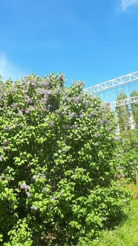 россошь детка