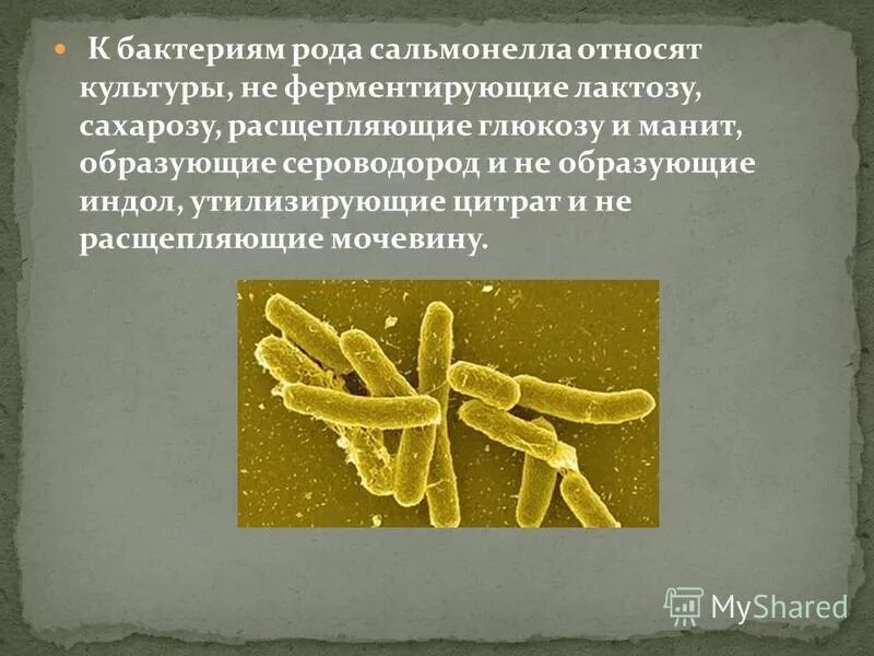 Бактерии расщепляющие мочевину. Расщепление микроорганизмами. Расщепление лактозы бактериями. Ферментирующие бактерии.
