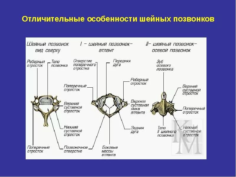 Строение и отличие шейных позвонков. Строение и отличие шейных позвонков