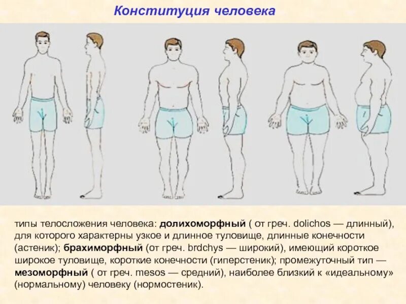 Конституция человека значение. Типы конституции человека. типы телосложения человека. конституционный тип телосложения человека. типы конституции телосложения человека.