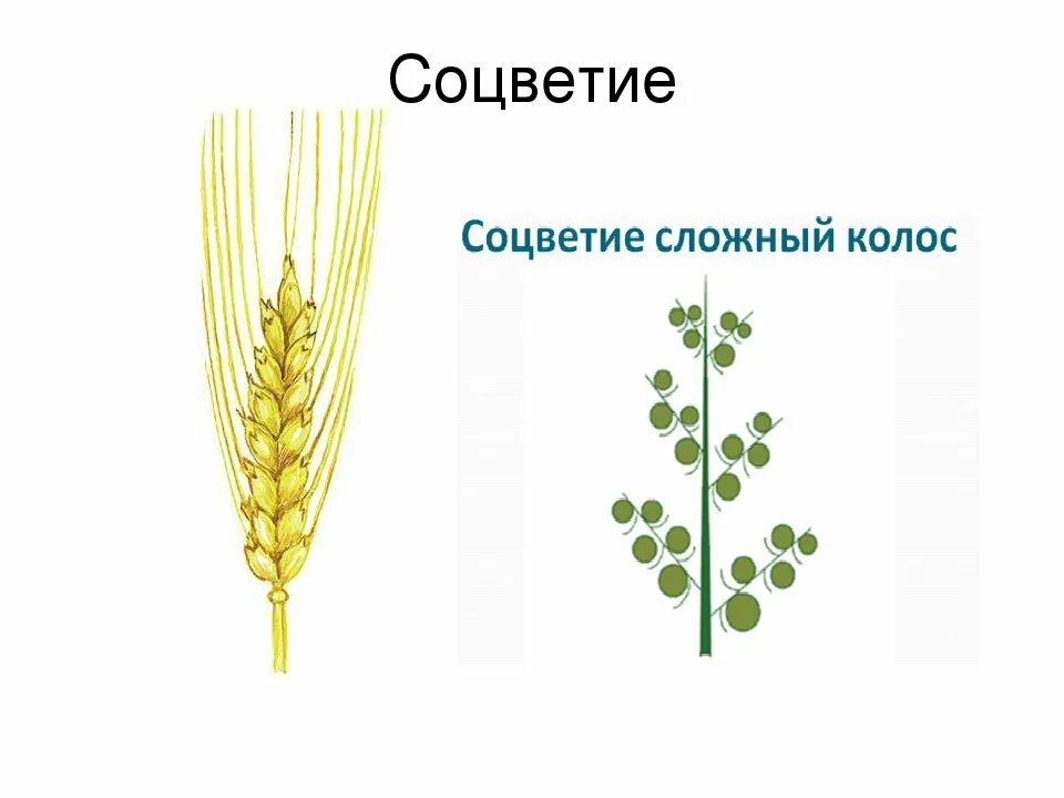 Соцветие пшеницы сложный Колос. Семейство злаковые соцветие. Соцветия семейства злаковых кистью. Строение Колоса пшеницы. Пшеница простой или сложный