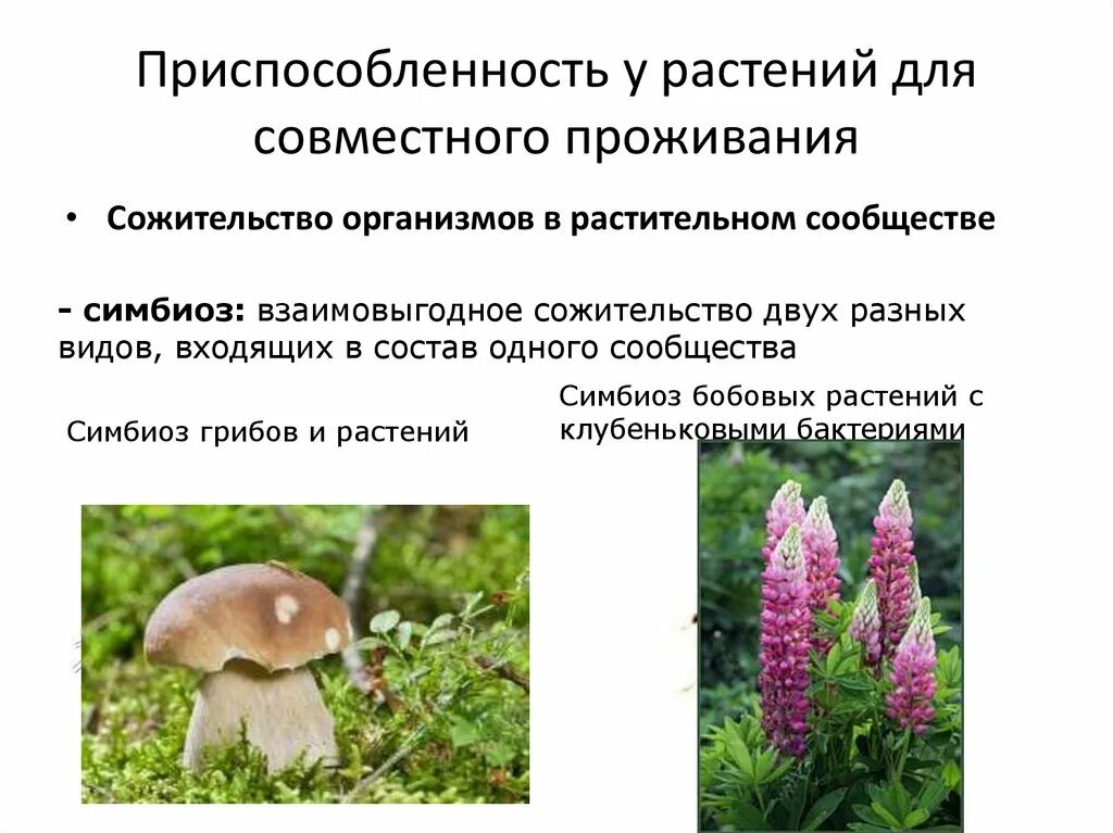 Конспект урока биология 7 растительные сообщества. Конспект урока биология 7 растительные сообщества