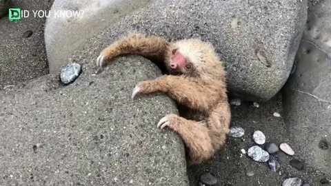 Большой зверек не отбивался а только жалобно