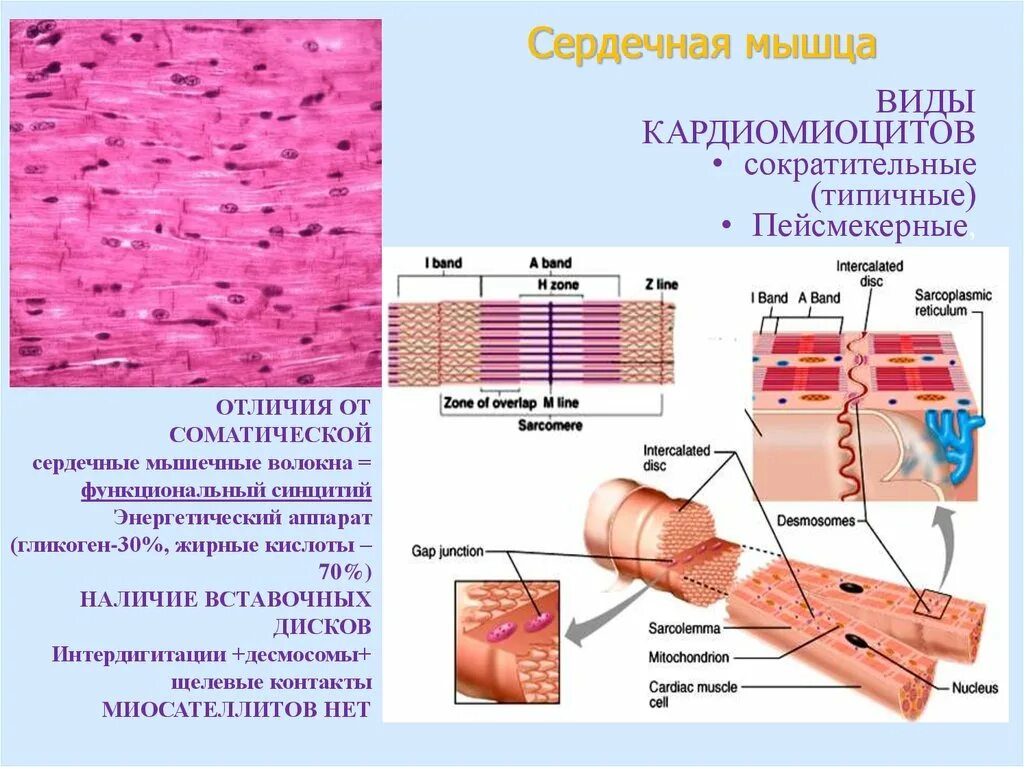 Сердечная мышца представлена тканью. Сердечное мышечное волокно. Мышечная структура сердца. Строение сердечной мышцы.