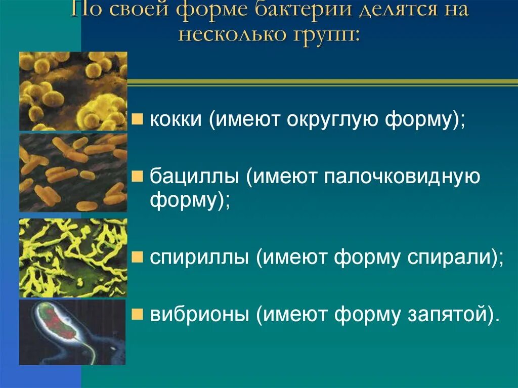 Примеры групп бактерий. Царство бактерии строение биология. Строение и жизнедеятельность бактерий. Формы бактерий. Строение и формы бактерий.