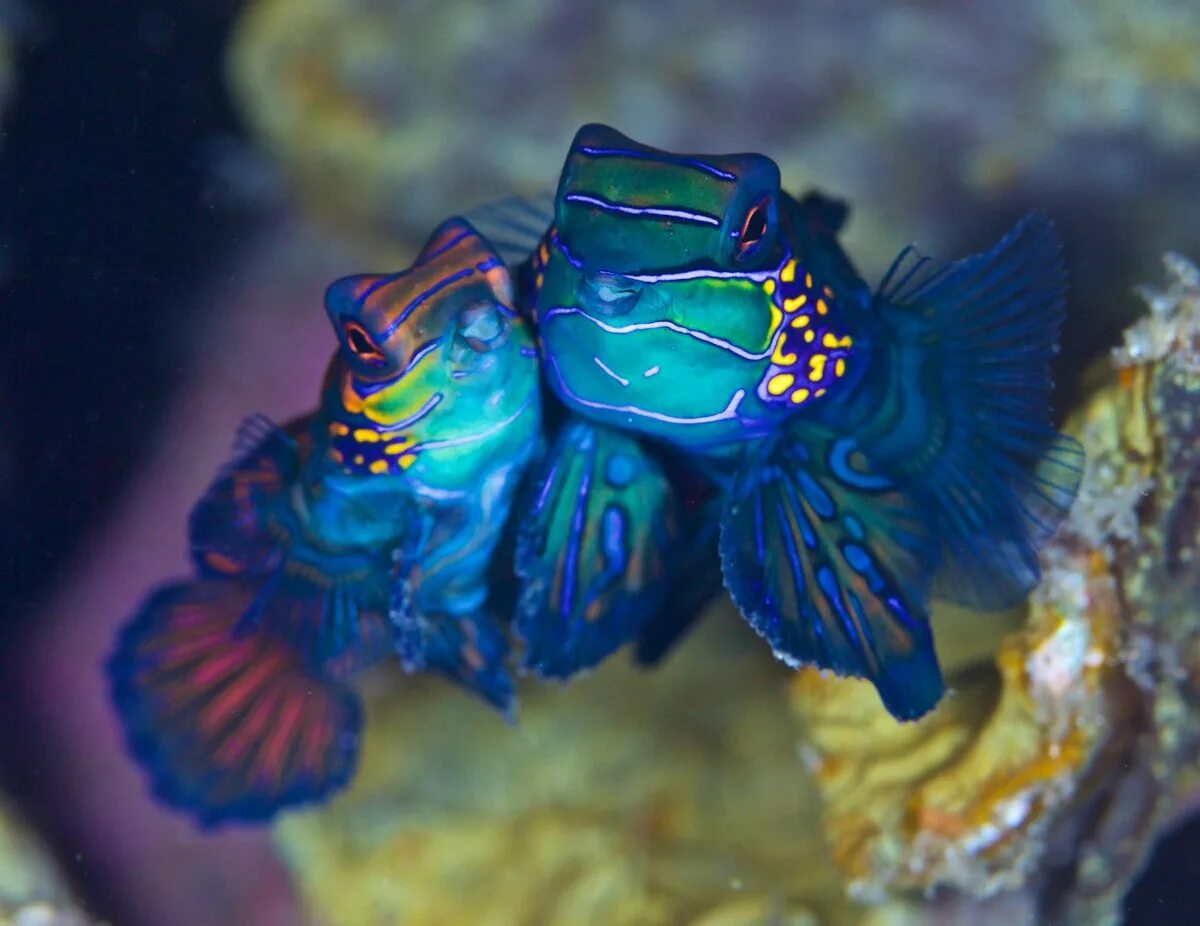 Мандаринка рыба. Аквариумная рыбка мандаринка. synchiropus splendidus. аквариумная рыбка мандаринка дракончик. рыбка мандаринка глянцевая.