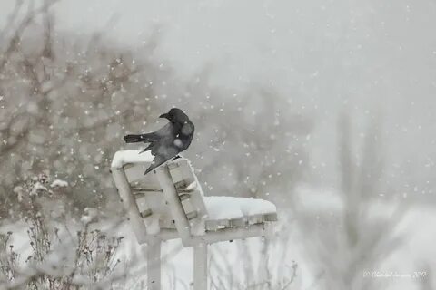 Снег летит как птица