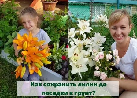 Как сохранить лилии до весны