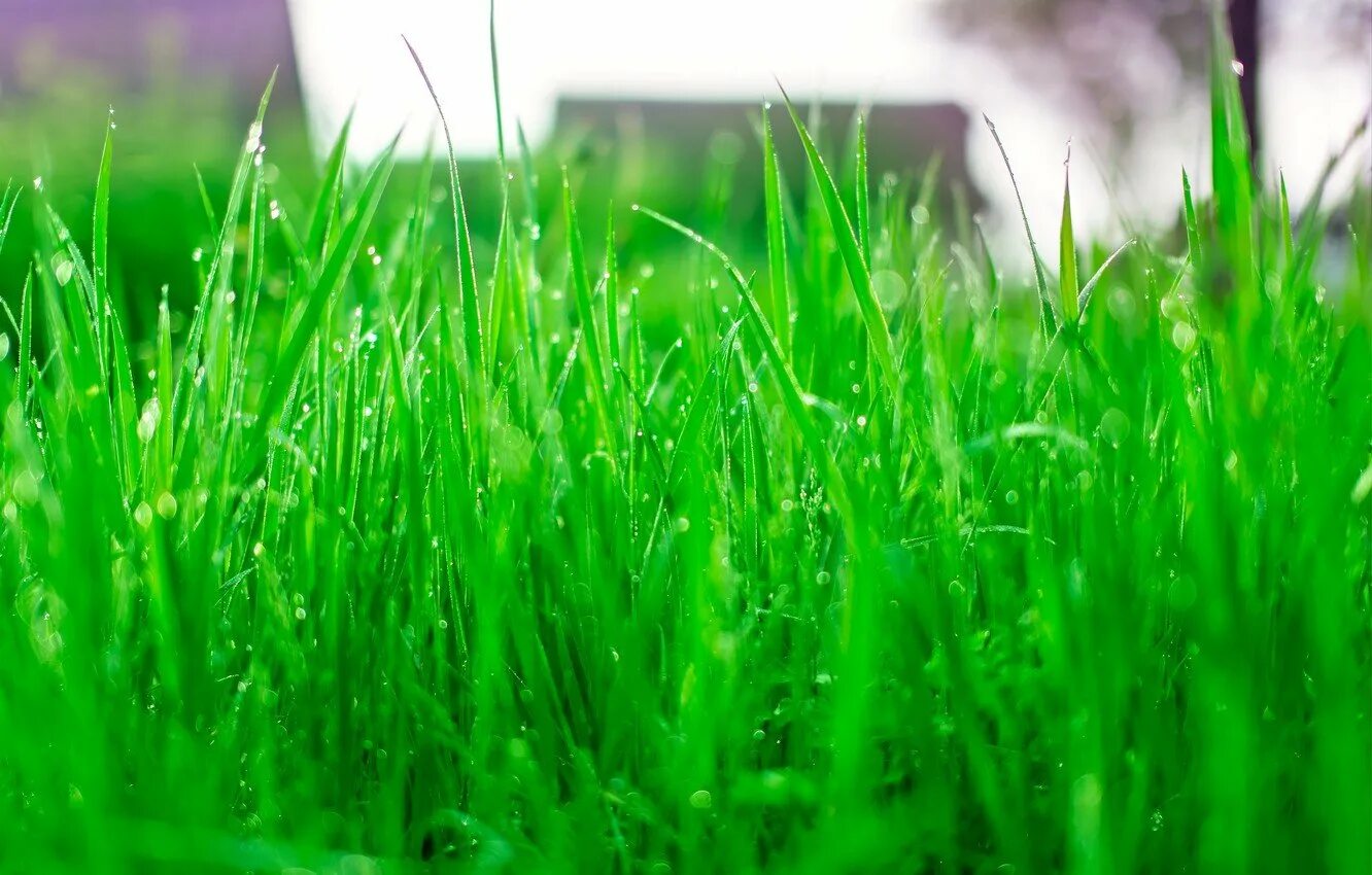 Полевица побегоносная для газона. Зеленая трава. Сочная зеленая трава. Лето трава.