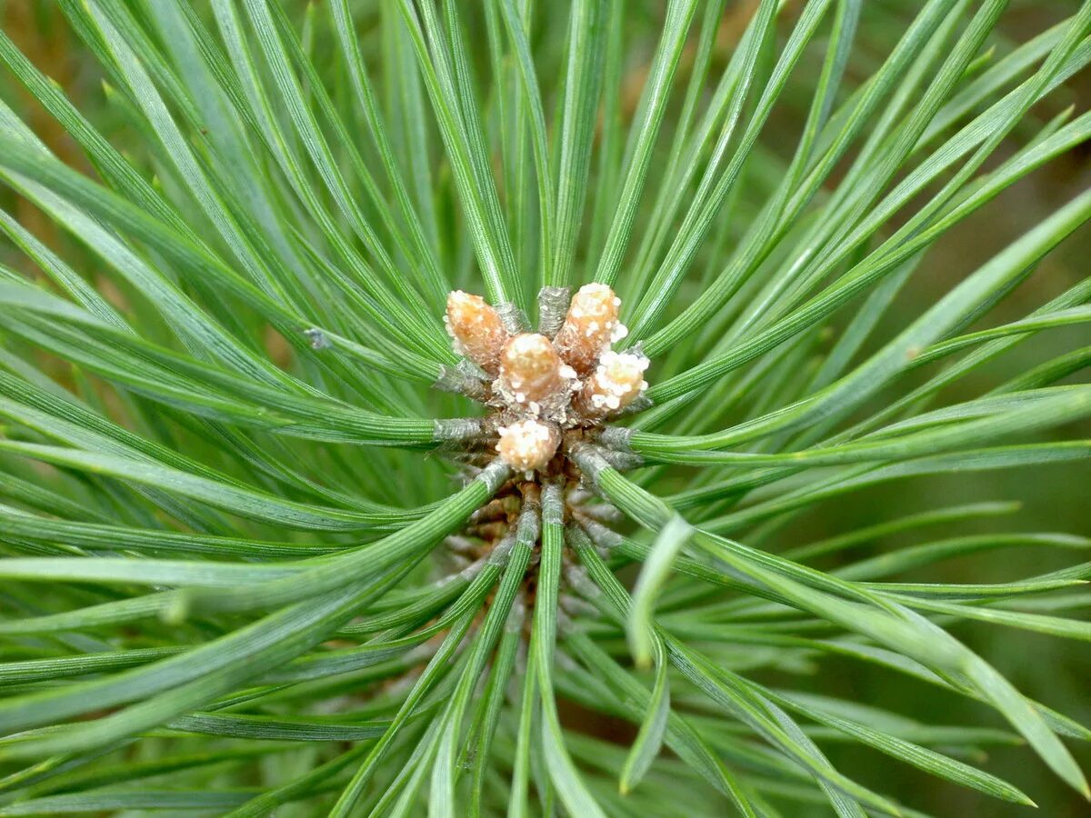 Pinus sylvestris. хвойный лапник сосны. сосной сибирской (pinus sibirica). сосна гельдрейха компакт джем. Pinus heldreichii (сосна гельдрейха) 'satellit'.